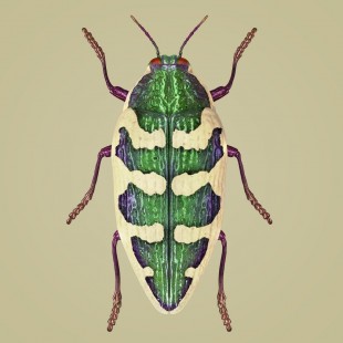 Insecte