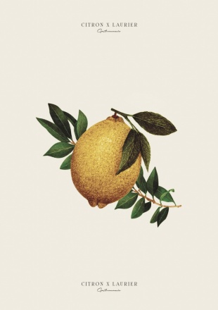 Citron et laurier