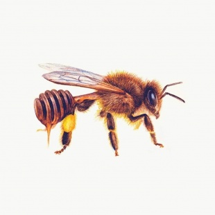 Bee