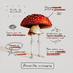 Fashion Mushroom