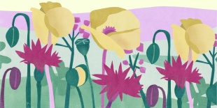 Coquelicots